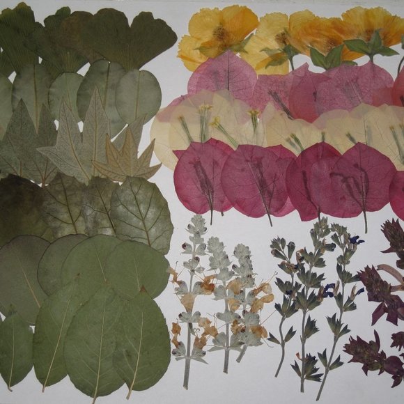 60 PCS Variety Pressed Flowers Leaves Leaf Hairy Indian Mallow Sage Bougainville - Picture 2 of 6